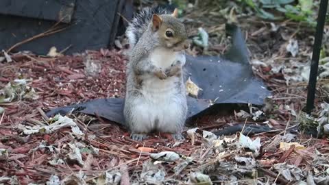 Squirrel looking for a lifeguard