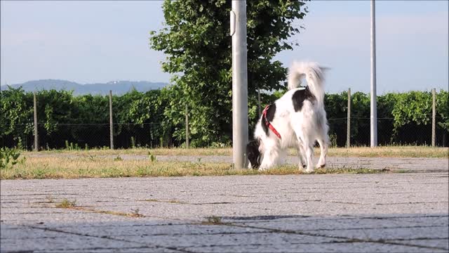 House Dog has strong sniffing skills on streets