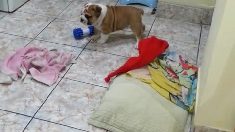 Bulldog puppy in big action