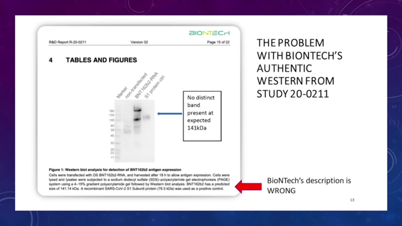 BNTs analysis-Western Blot-reveals that its gene therapy produces something but not spike protein