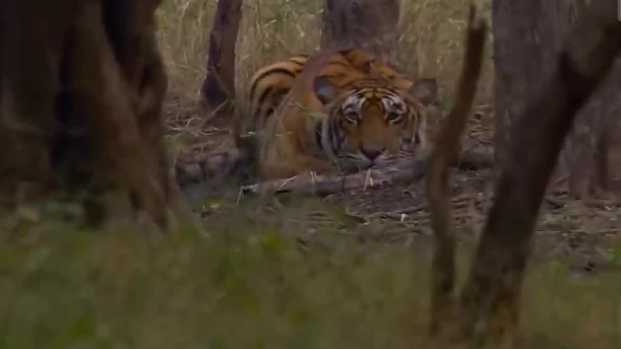 40 Horror Moments Tiger Hunting Gives You Chils Wildlife Moments. Part 6 Thanks For Watching