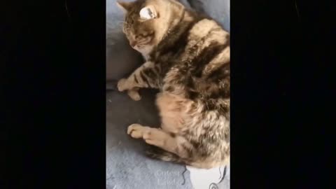Try Not To Laugh Funny Animal Videos || 💖 Part 2