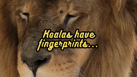 Animal Facts Koala Fingerprints #shorts