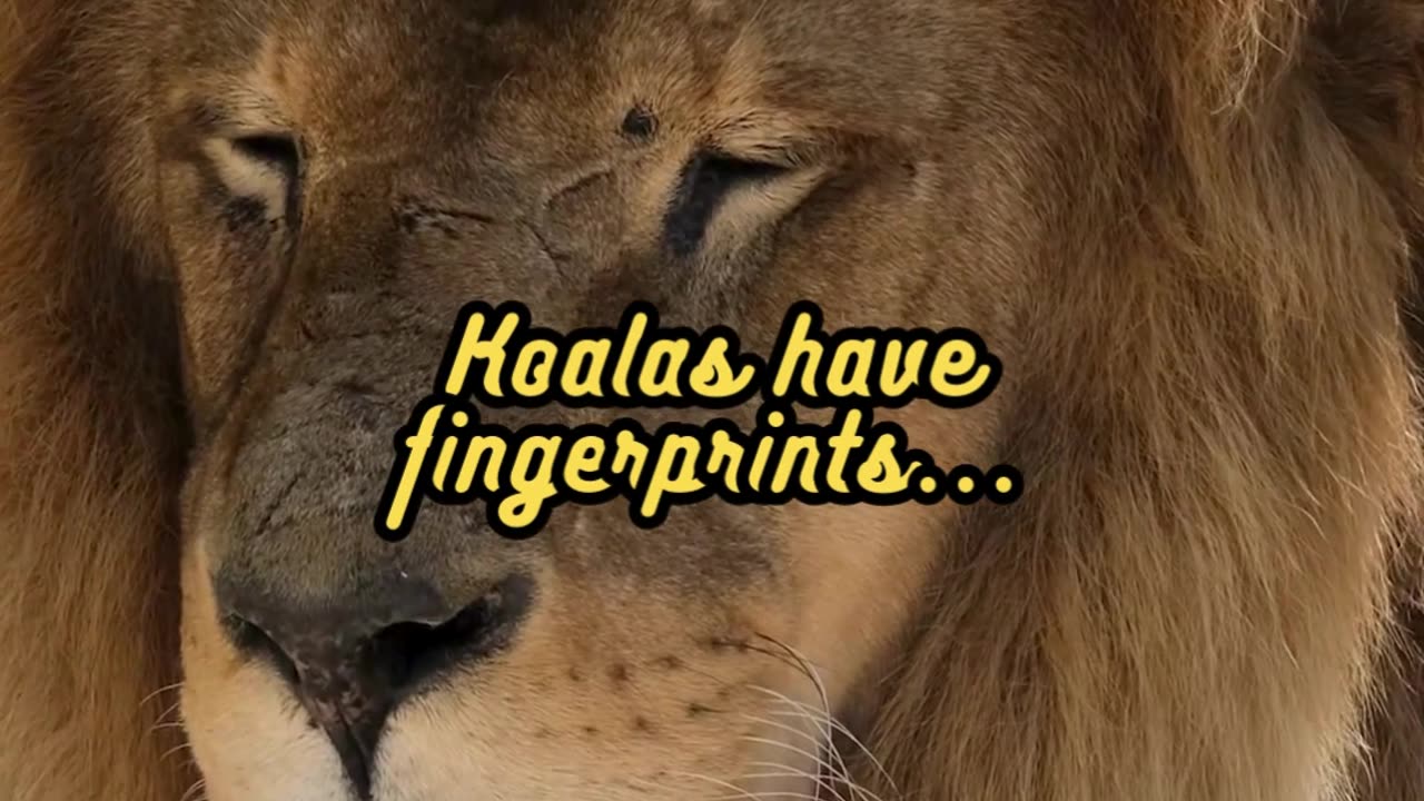 Animal Facts Koala Fingerprints #shorts