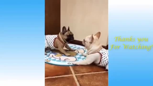 funny videos of cats and dogs💗 Try Not To Laugh😂