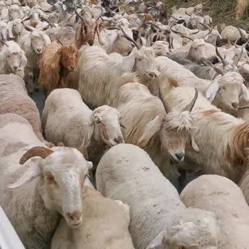 Sheep Flock Road Out of No Nowhere