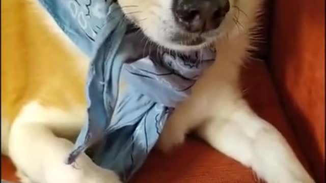 Funny Cats videos _ Funny Animals