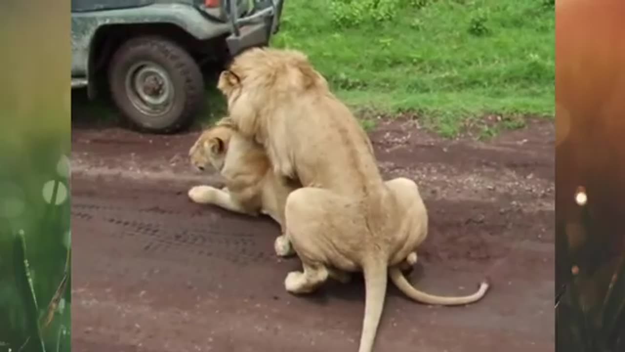 lions mating