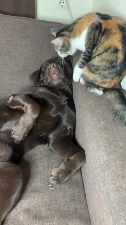 Funny Cats and Dogs Compilation