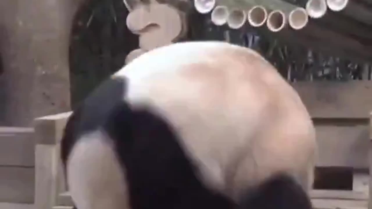 Pandas Are Goofy