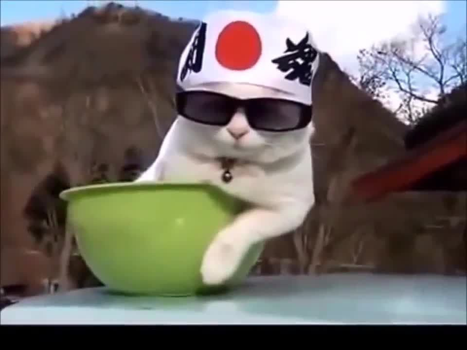 Funny dog and cat video memes