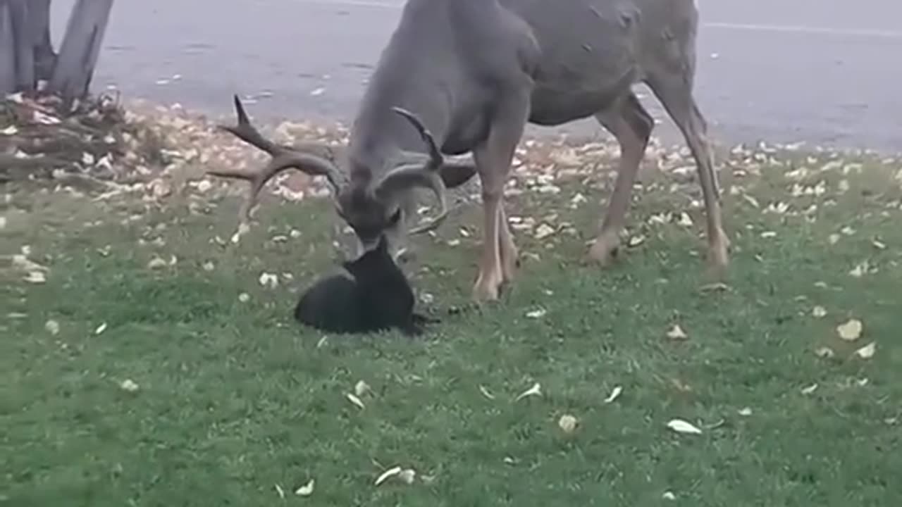 Deer with Cats.