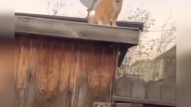 Unsuccessful cat jump