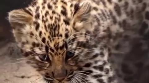 Amur leopard cub ferocious roar