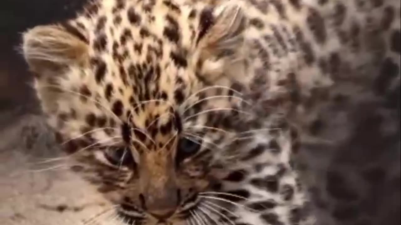 Amur leopard cub ferocious roar