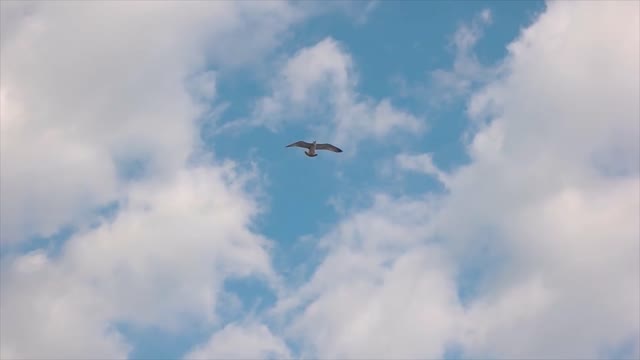 Seagull flying in slow motion. Bird in the sky. Through the clouds.