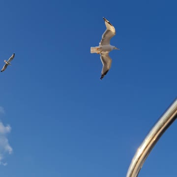 Amazing flights with birds on board of a microlight. Christian Moullec avec ses oiseaux