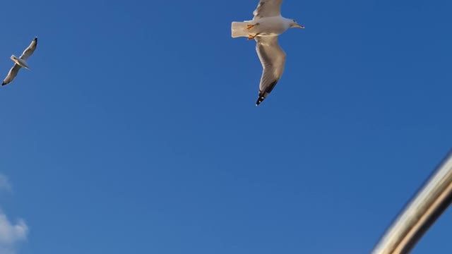 Amazing flights with birds on board of a microlight. Christian Moullec avec ses oiseaux