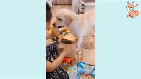 You will laugh at all the DOGS 🤣 Funny Funny DOG Videos 😂