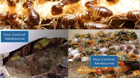 VIP Pest Control Melbourne