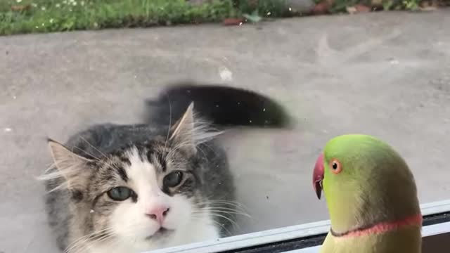 Cute Bird Plays Peek A Boo with Cat!