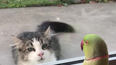 Cute Bird Plays Peek A Boo with Cat!