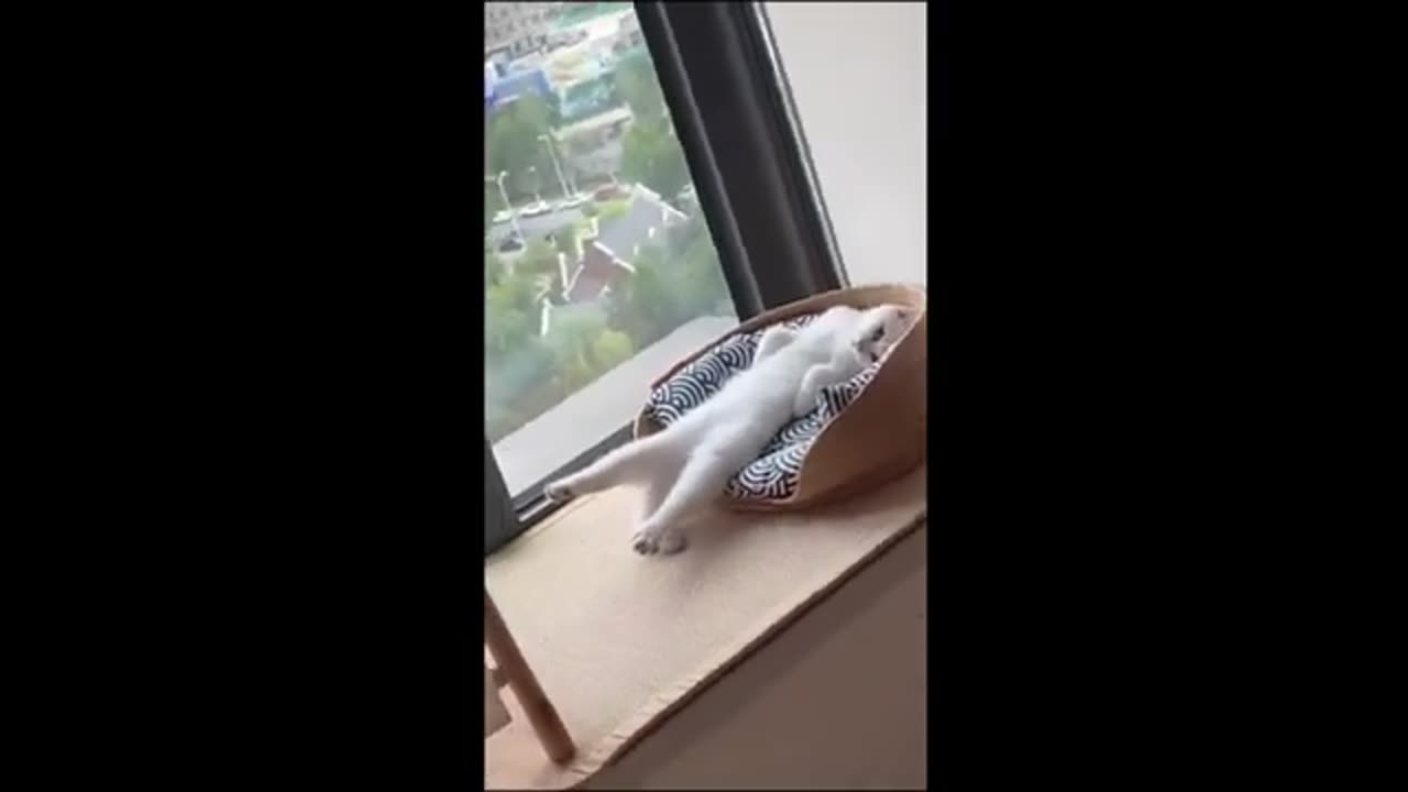 Funny Video Animals 2024