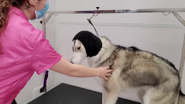 Wolf-like Husky Dog Not Impressed With Grooming