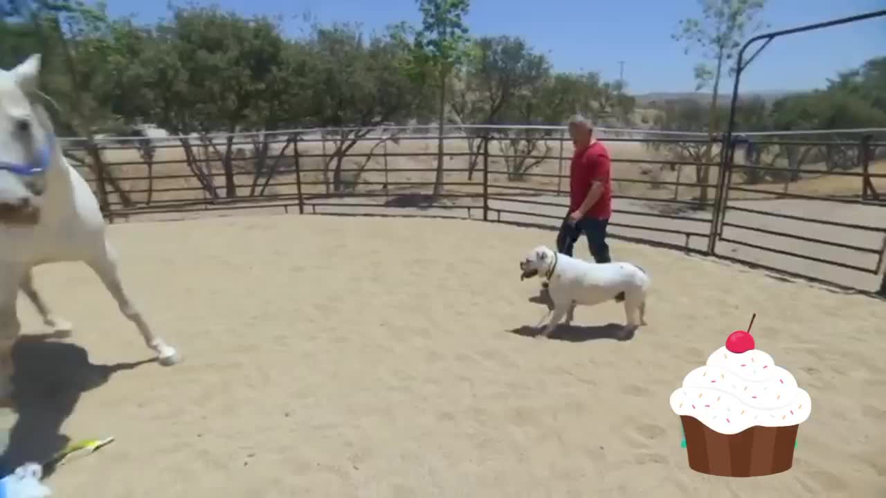 Will A Swim Calm Down This Aggressive Bulldog