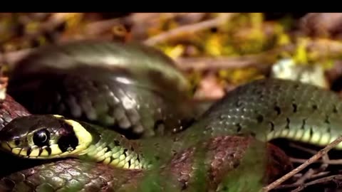 Types of snakes and their venom