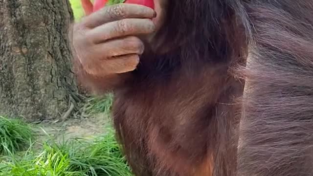 Nice tomato orangutan