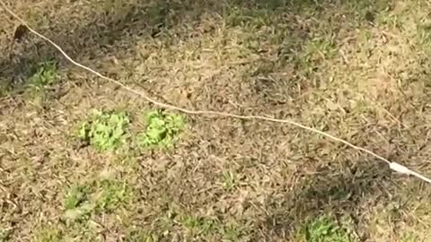 Slowmo dog trips over volleyball net