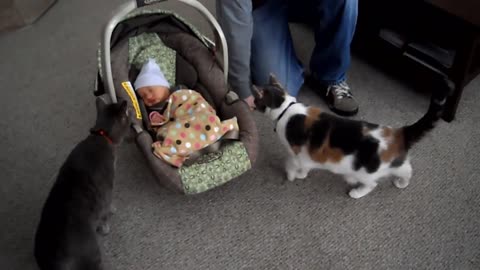 Cats Meeting Babies for the 1st Time