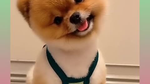 Cute and funny dog