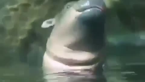 Cute Baby Hippo #shorts #shortvideo #video #virals #videoviral