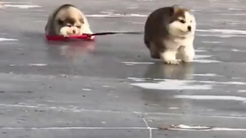 Cute cat and funny dog