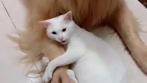 Most Adorable Dog & Cat Ever Cuddling And Playing