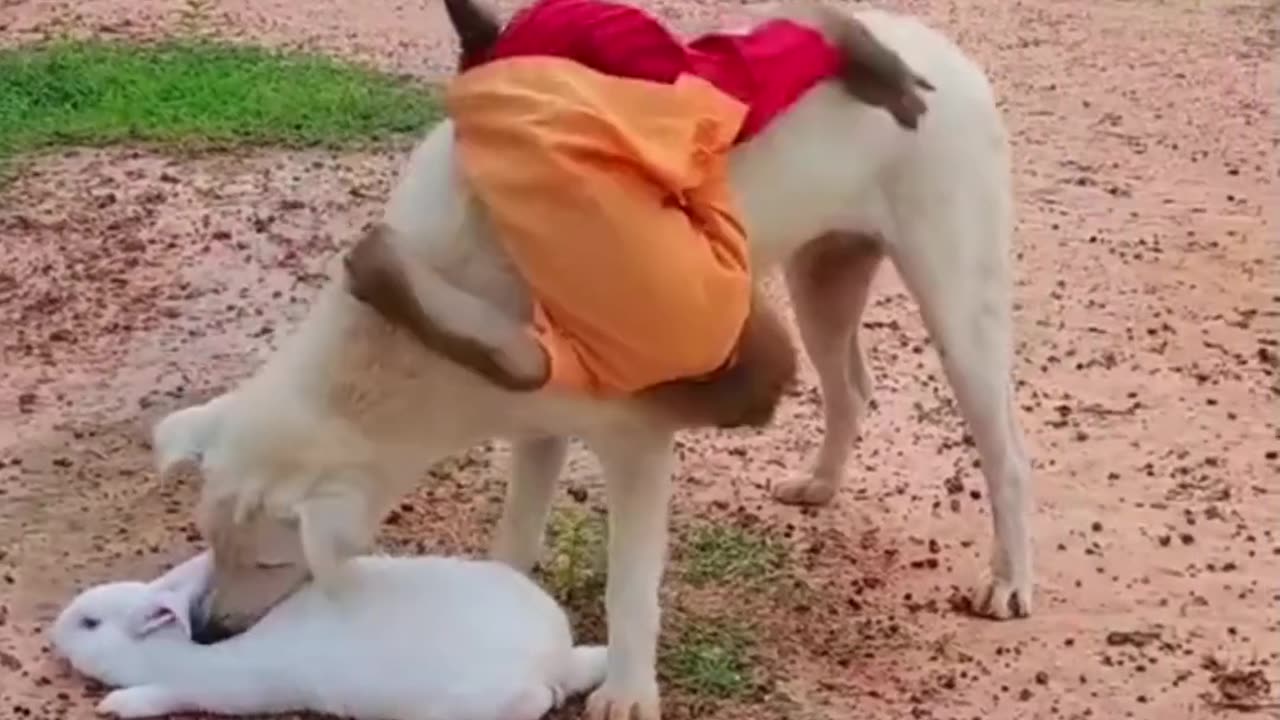 Dog and Monkey Funny Moment