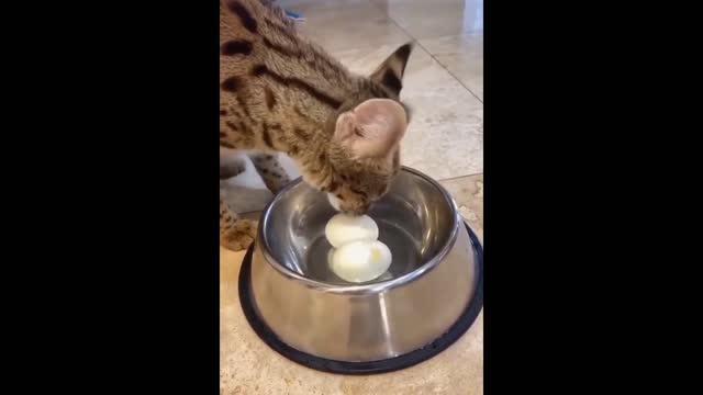 funny cat video