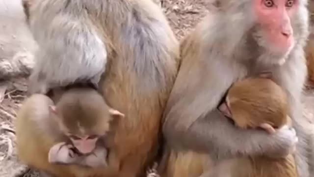 Monkey 🐒 and their children