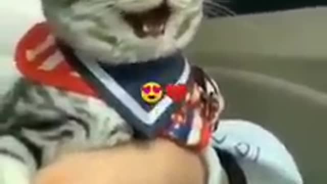 That kitty is so happy