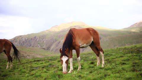 Horse Eating Grass