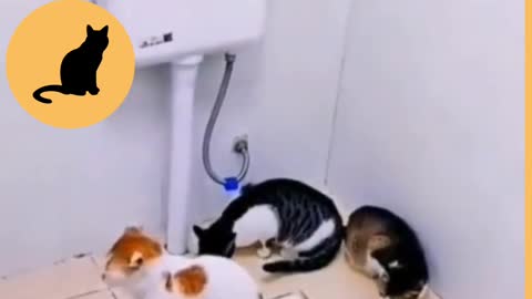 Clever cat