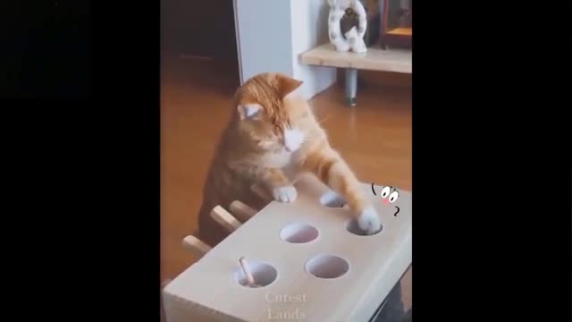 100% cat dog funny pets can't stop laughing