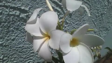 Lindas flores plumerias brancas e amarelas são vista na rua [Nature & Animals]