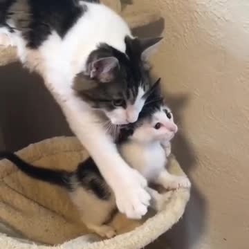 wach Cat stops her baby from falling waaw!!!