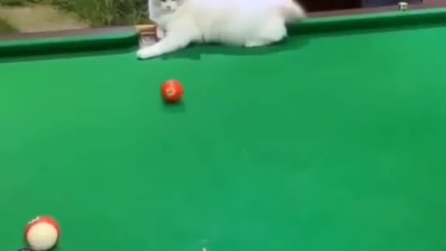 A cat playing billiards