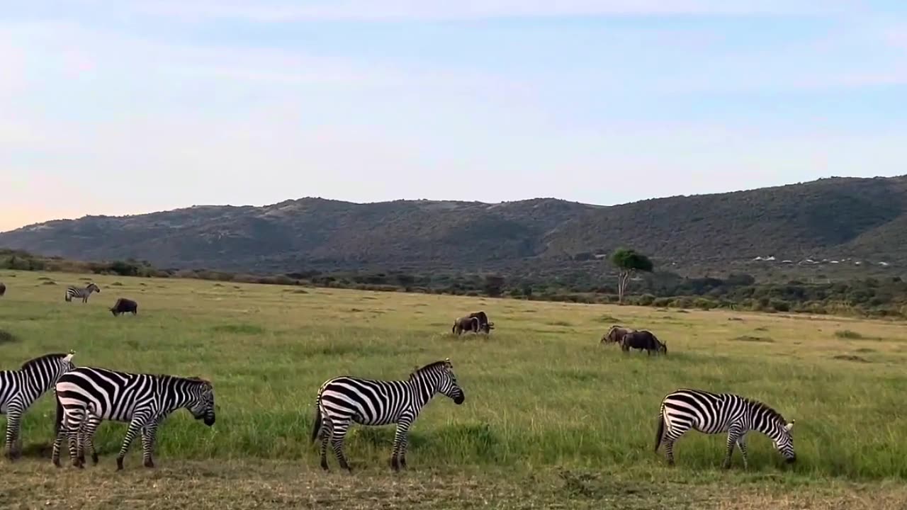 Giraffes - Kenya, Africa