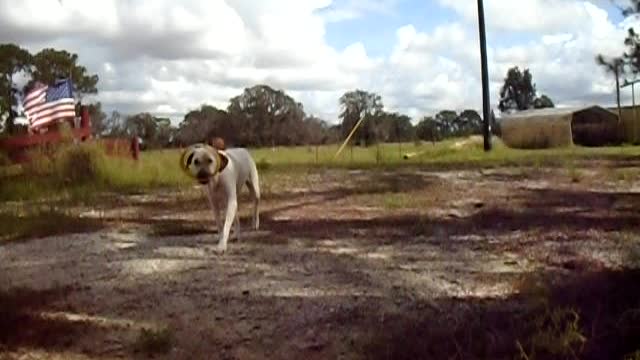 Jethro Playing with the Hurry K9 Toy