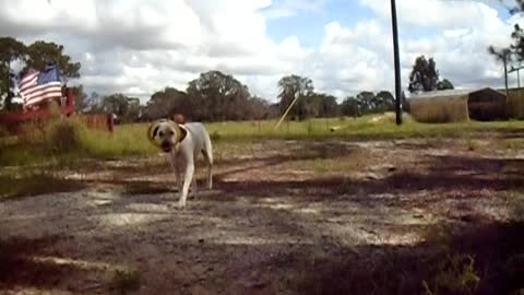 Jethro Playing with the Hurry K9 Toy